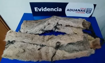 Mujer salió de Río Gallegos con pieles de puma escondidas en una camioneta y la atraparon en un control Chile Mujer salió de Río Gallegos con pieles de puma escondidas en una camioneta y la atraparon en un control Chile