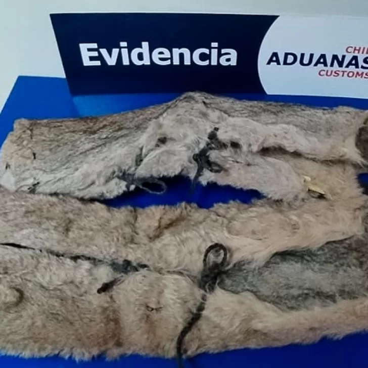 Mujer salió de Río Gallegos con pieles de puma escondidas en una camioneta y la atraparon en un control Chile Mujer salió de Río Gallegos con pieles de puma escondidas en una camioneta y la atraparon en un control Chile