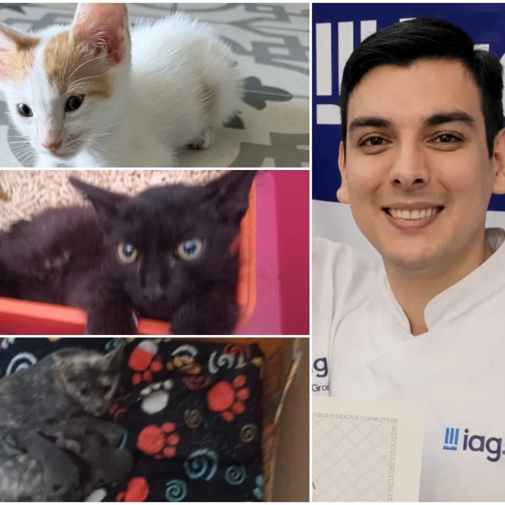 “Asesino de gatitos”: los casos por los que denunciaron al santacruceño Adriel Santiago Caminos Ortega “Asesino de gatitos”: los casos por los que denunciaron al santacruceño Adriel Santiago Caminos Ortega