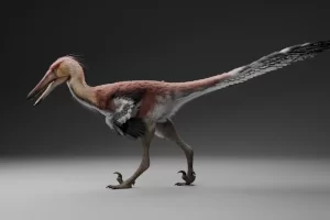 Nuevo hallazgo paleontológico: Kank australis, el primer dinosaurio raptor de Santa Cruz