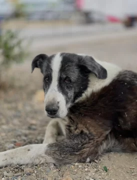 Un auto atropelló a Malevo, un perro callejero, lo arrastró casi una cuadra y buscan al responsable Un auto atropelló a Malevo, un perro callejero, lo arrastró casi una cuadra y buscan al responsable