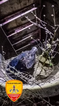 Bomberos rescataron a un perro que cayó en un pozo en Río Gallegos Bomberos rescataron a un perro que cayó en un pozo en Río Gallegos