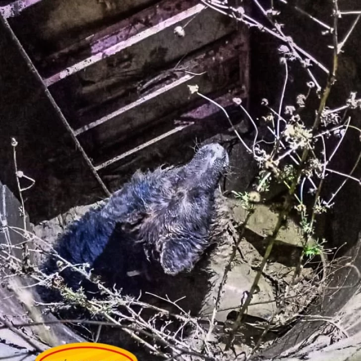 Bomberos rescataron a un perro que cayó en un pozo en Río Gallegos Bomberos rescataron a un perro que cayó en un pozo en Río Gallegos