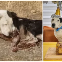 Presentaron el proyecto de ley Valentín en Santa Cruz: reconoce como “seres sintientes” a los animales domésticos y establece sanciones ante actos de maltrato