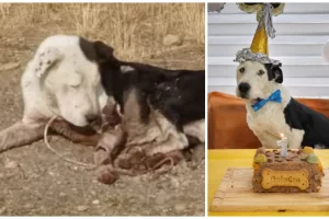 Presentaron el proyecto de ley Valentín en Santa Cruz: reconoce como “seres sintientes” a los animales domésticos y establece sanciones ante actos de maltrato