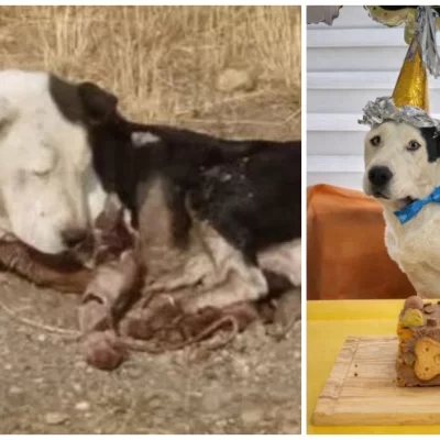 Presentaron el proyecto de ley Valentín en Santa Cruz: reconoce como “seres sintientes” a los animales domésticos y establece sanciones ante actos de maltrato