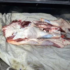 Demoraron a cuatro hombres e incautaron una vaca que había sido faenada y trasladada de manera irregular