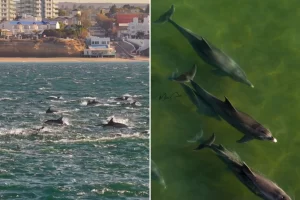 Video | Una estampida de más de 500 delfines maravilló frente a las costas de Las Grutas
