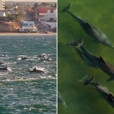 Video | Una estampida de más de 500 delfines maravilló frente a las costas de Las Grutas