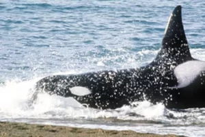 Una orca casi ataca a un kayakista en la Patagonia cuando estaba por llegar a la costa Una orca casi ataca a un kayakista en la Patagonia cuando estaba por llegar a la costa