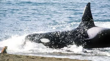Una orca casi ataca a un kayakista en la Patagonia cuando estaba por llegar a la costa Una orca casi ataca a un kayakista en la Patagonia cuando estaba por llegar a la costa