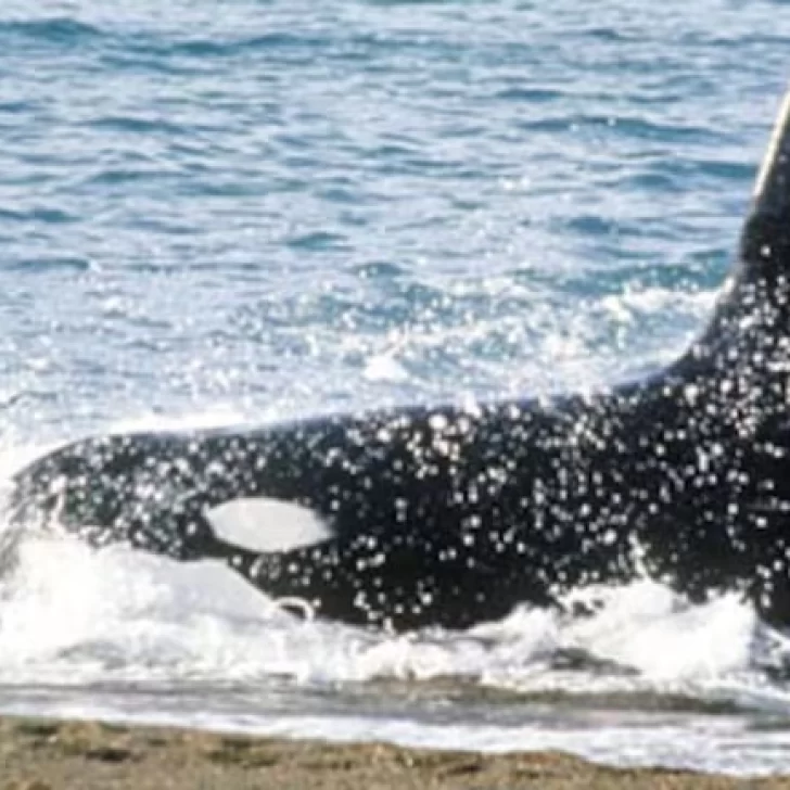 Una orca casi ataca a un kayakista en la Patagonia cuando estaba por llegar a la costa Una orca casi ataca a un kayakista en la Patagonia cuando estaba por llegar a la costa