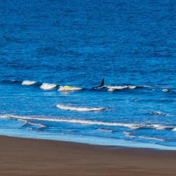 Video. Kayakista vivió segundos de terror al ser perseguido por una orca en Río Negro: “Fue desesperante” Video. Kayakista vivió segundos de terror al ser perseguido por una orca en Río Negro: “Fue desesperante”