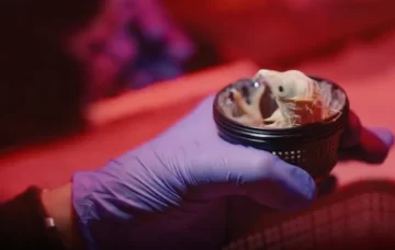 Nacieron los primeros pollitos de huevos artificiales impresos en 3D: el avance científico que busca revivir al moa gigante Nacieron los primeros pollitos de huevos artificiales impresos en 3D: el avance científico que busca revivir al moa gigante