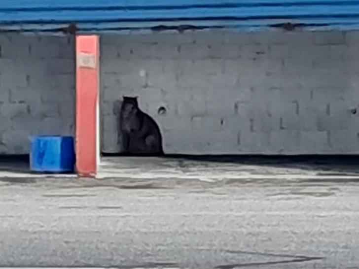 puma-autodromo-rio-gallegos-728x546