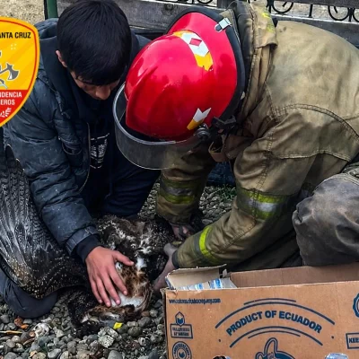 Un carancho herido apareció en el patio de una vivienda en Río Gallegos