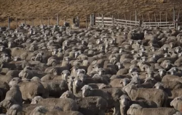 El Gobierno oficializó la emergencia agropecuaria para Santa Cruz: Las medidas para mitigar los efectos de la sequía y los fuertes vientos El Gobierno oficializó la emergencia agropecuaria para Santa Cruz: Las medidas para mitigar los efectos de la sequía y los fuertes vientos
