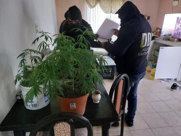 Les hallaron casi 9 kilos de marihuana y deberán pagar una multa para no ir presos Les hallaron casi 9 kilos de marihuana y deberán pagar una multa para no ir presos