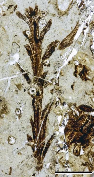 Austrohamia-vitrea-detalle-celular-388x728