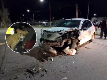 Un perro habría provocado un accidente de tránsito en Pico Truncado: una mujer chocó contra un árbol Un perro habría provocado un accidente de tránsito en Pico Truncado: una mujer chocó contra un árbol