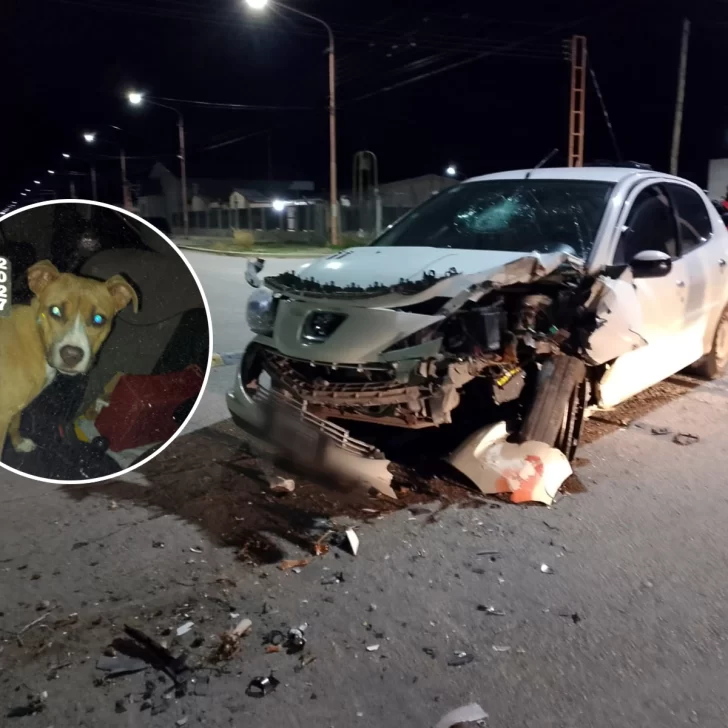 Un perro habría provocado un accidente de tránsito en Pico Truncado: una mujer chocó contra un árbol Un perro habría provocado un accidente de tránsito en Pico Truncado: una mujer chocó contra un árbol