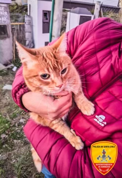 Tarde de rescates en El Calafate: bomberos asistieron a dos gatos que no podían bajar de árboles Tarde de rescates en El Calafate: bomberos asistieron a dos gatos que no podían bajar de árboles