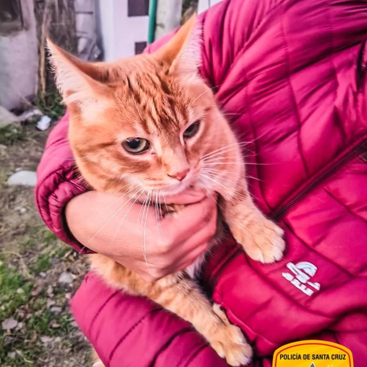 Tarde de rescates en El Calafate: bomberos asistieron a dos gatos que no podían bajar de árboles Tarde de rescates en El Calafate: bomberos asistieron a dos gatos que no podían bajar de árboles