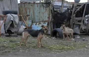 Jauría mató a cinco animales, pasaron dos meses y no hay respuestas Jauría mató a cinco animales, pasaron dos meses y no hay respuestas