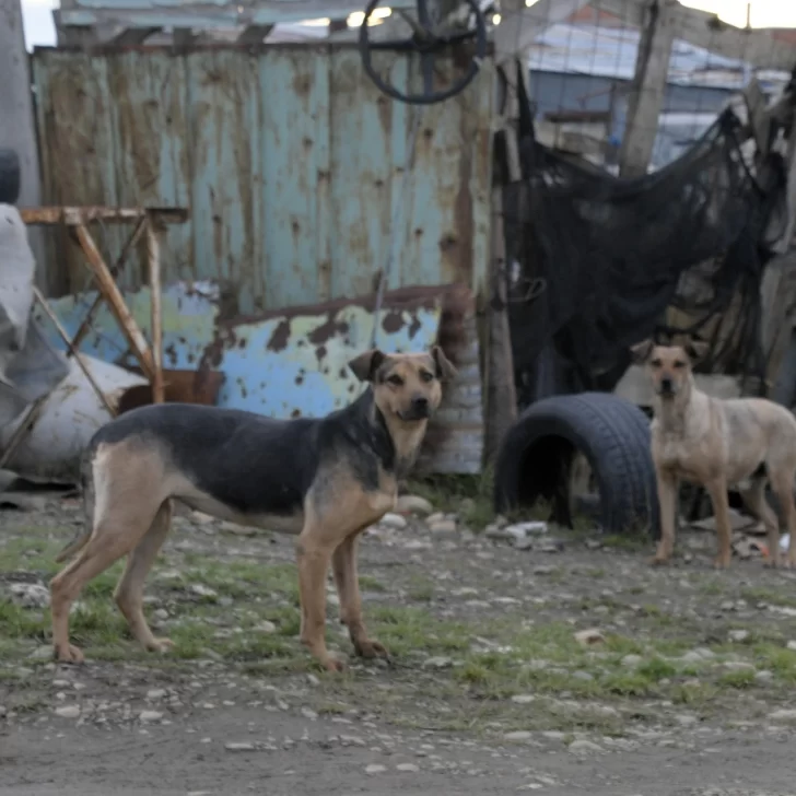 Jauría mató a cinco animales, pasaron dos meses y no hay respuestas Jauría mató a cinco animales, pasaron dos meses y no hay respuestas
