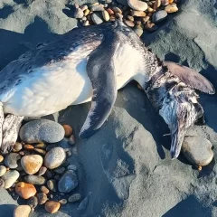 Preocupa la aparición de pingüinos muertos en Santa Cruz y Chubut: “Es un fenómeno natural”