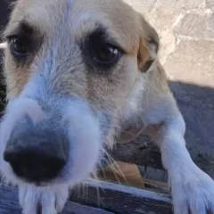 La fiscalía confirmó que “Perejil” fue el perro que atacó y mató a una niña en Playa Magagna