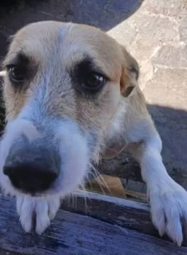 La fiscalía confirmó que “Perejil” fue el perro que atacó y mató a una niña en Playa Magagna La fiscalía confirmó que “Perejil” fue el perro que atacó y mató a una niña en Playa Magagna