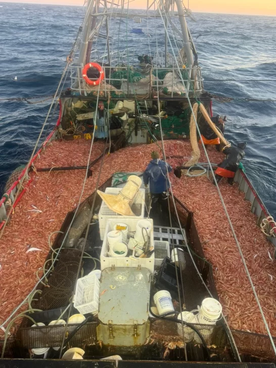  Las primeras descargas de langostino en Puerto Deseado. FOTO: LA OPINI&Oacute;N AUSTRAL
