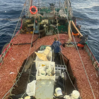 Concluyó la zafra del langostino 2026: en Santa Cruz los desembarques crecieron 124,80%