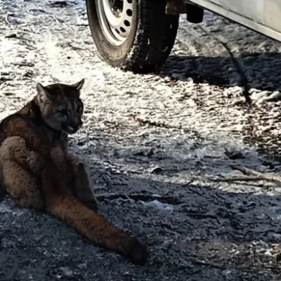Hallaron un cachorro de puma solo en un complejo turístico y lo rescataron camino a Lago del Desierto