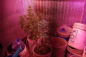 Caleta Olivia: allanamiento por una causa de amenazas terminó con el secuestro de plantas de cannabis