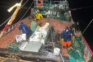 Se realizaron los primeros desembarcos de langostino en los puertos de Santa Cruz Se realizaron los primeros desembarcos de langostino en los puertos de Santa Cruz
