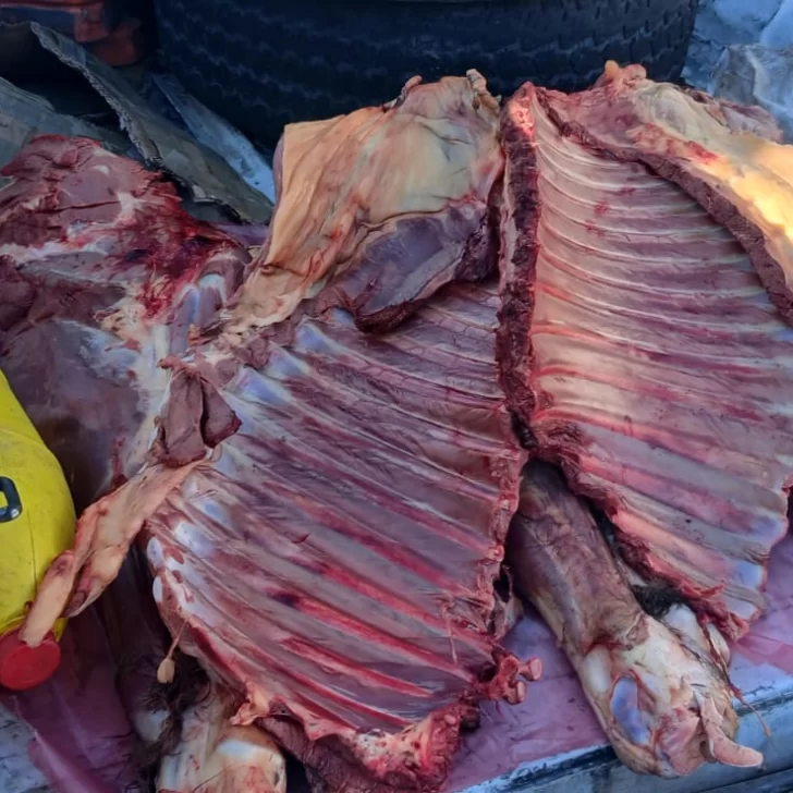 Le robó la potranca a su vecino y la faenó para un asado Le robó la potranca a su vecino y la faenó para un asado