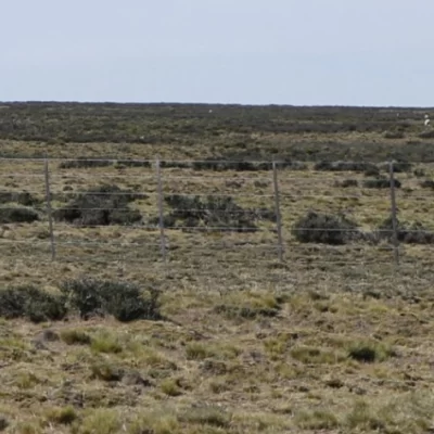 Pastizales en Santa Cruz: un estudio identifica áreas clave para conservar su biodiversidad