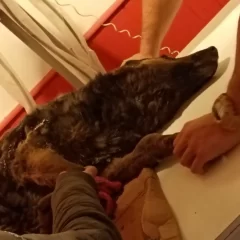 Otro grave caso de maltrato animal en Río Gallegos: una perra quemada y golpeada fue tirada en el basural