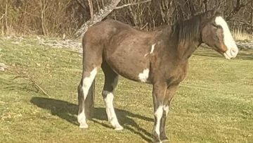 La Justicia de Chubut reconoció como sujeto de derecho no humano a un caballo víctima de maltrato La Justicia de Chubut reconoció como sujeto de derecho no humano a un caballo víctima de maltrato
