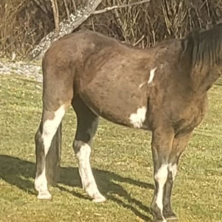 La Justicia de Chubut reconoció como sujeto de derecho no humano a un caballo víctima de maltrato La Justicia de Chubut reconoció como sujeto de derecho no humano a un caballo víctima de maltrato