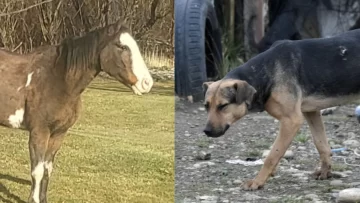 Del caso René a la jauría de Río Gallegos: el abandono animal vuelve al centro del debate Del caso René a la jauría de Río Gallegos: el abandono animal vuelve al centro del debate