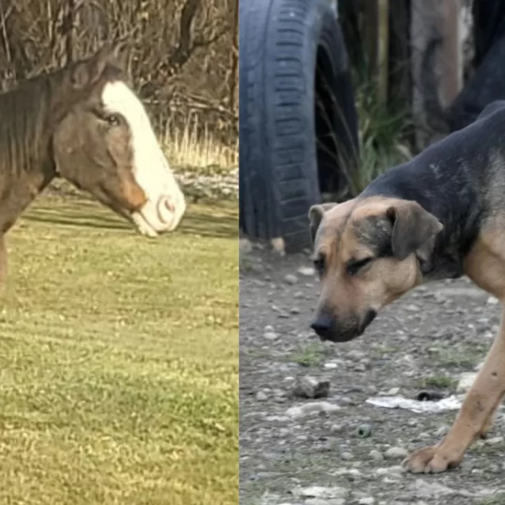 Del caso René a la jauría de Río Gallegos: el abandono animal vuelve al centro del debate Del caso René a la jauría de Río Gallegos: el abandono animal vuelve al centro del debate