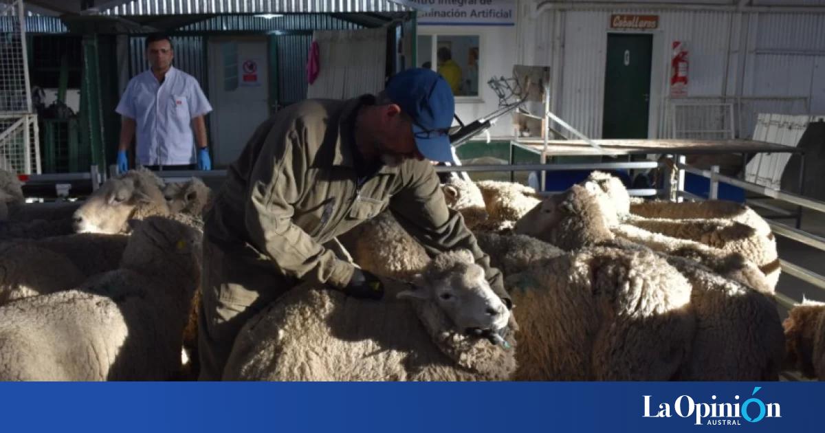 Río Gallegos: actualización en reproducción ovina con inseminación artificial