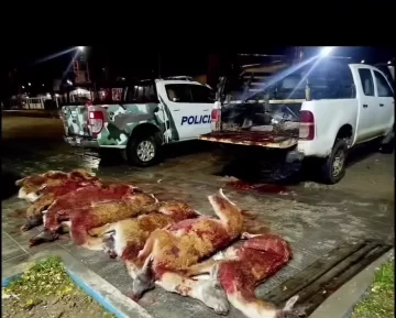 Secuestraron siete guanacos faenados y detuvierona dos hombres en Pico Truncado Secuestraron siete guanacos faenados y detuvierona dos hombres en Pico Truncado