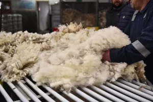 Zafra 2025/2026: las exportaciones de lana argentina aumentaron 57%