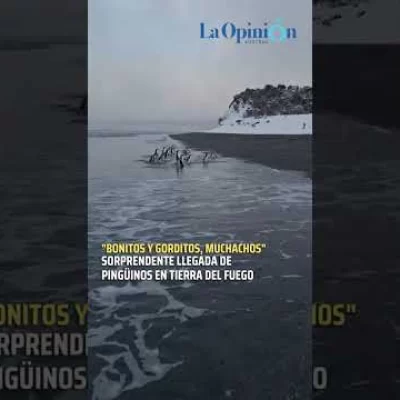 Sorprendente llegada de pingüinos en Tierra del Fuego
