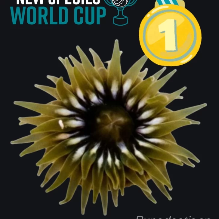 “¡Mi país, mi país!: la anémona santacruceña ganó el Mundial de Nuevas Especies “¡Mi país, mi país!: la anémona santacruceña ganó el Mundial de Nuevas Especies