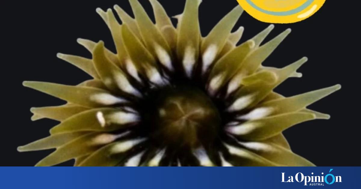 ¡Mi país, mi país!: la anémona santacruceña ganó el Mundial de Nuevas Especies
